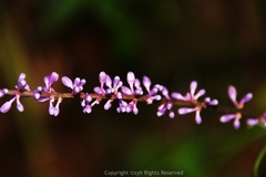 Liriope