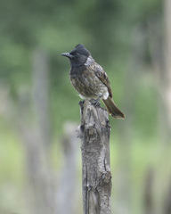 Pycnonotus cafer