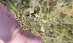 Cenolophium denudatum