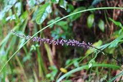Liriope