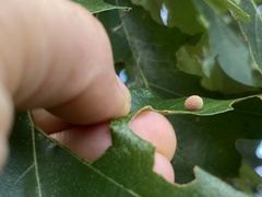 Acraspis quercushirta