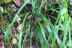 Liriope