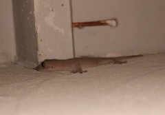 Gekko japonicus