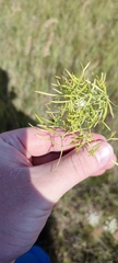 Cenolophium denudatum
