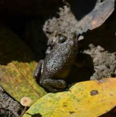 Hoplobatrachus occipitalis