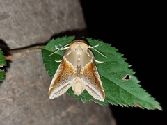 Habrosyne pyritoides
