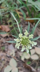 Scabiosa ochroleuca