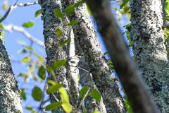 Ficedula hypoleuca