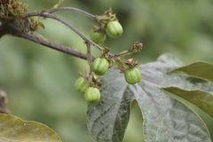 Jatropha gossypiifolia