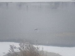 Chroicocephalus ridibundus