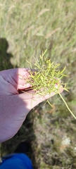 Cenolophium denudatum