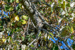 Lophophanes cristatus