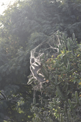 Stegodyphus sarasinorum