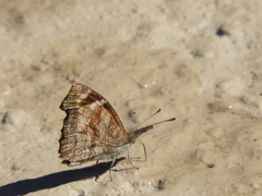 Libytheana carinenta
