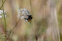 Bombus terrestris