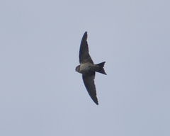 Hirundinidae