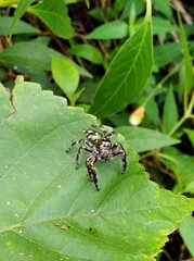 Hyllus diardi