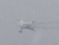 Chroicocephalus ridibundus