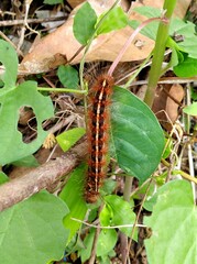 Creatonotos transiens