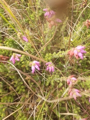 Erica ciliaris