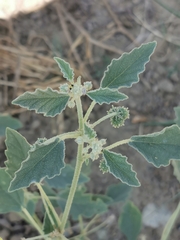 Chrozophora tinctoria