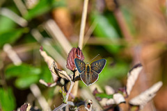Lycaena tityrus
