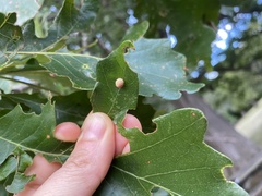 Acraspis quercushirta