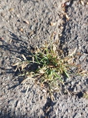 Eragrostis minor