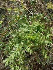 Apioideae