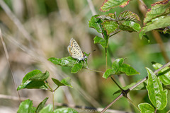 Lycaena tityrus