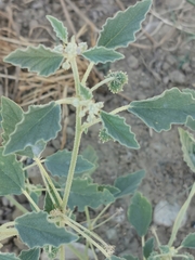 Chrozophora tinctoria