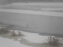 Chroicocephalus ridibundus