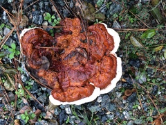 Ganoderma