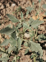 Chrozophora tinctoria