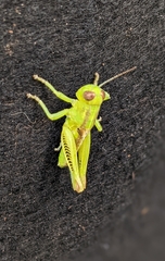 Melanoplus bivittatus