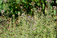 Phylloscopus trochilus