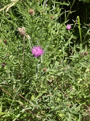 Centaurea nigra