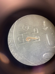 Paramphinome jeffreysii