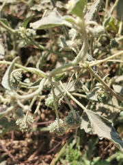 Chrozophora tinctoria