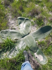 Brunsvigia orientalis