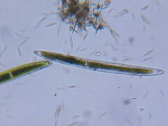 Closterium acerosum