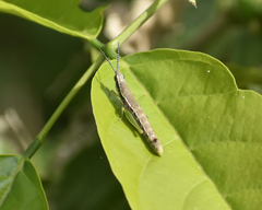 Neorthacris