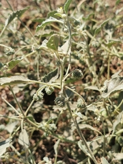 Chrozophora tinctoria