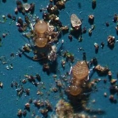 Ectopsocus meridionalis