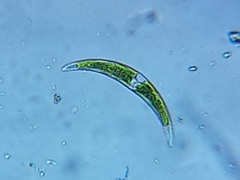 Closterium dianae