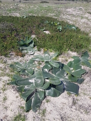 Brunsvigia orientalis