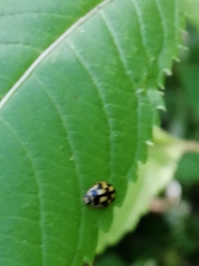 Propylea quatuordecimpunctata