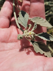 Chrozophora tinctoria