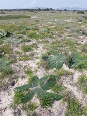 Brunsvigia orientalis