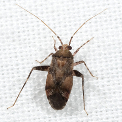 Phytocoris breviusculus